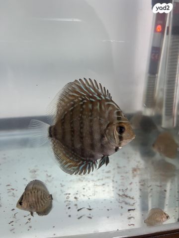 דג ציקלידים