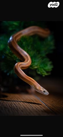 זוחל כרכן תירס