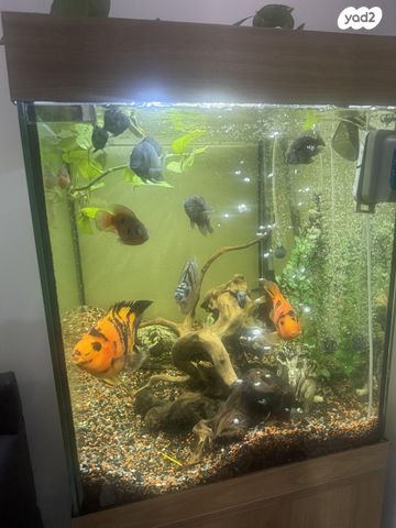 אביזרים | אקווריום