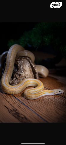 זוחל כרכן תירס