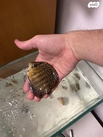 דג ציקלידים