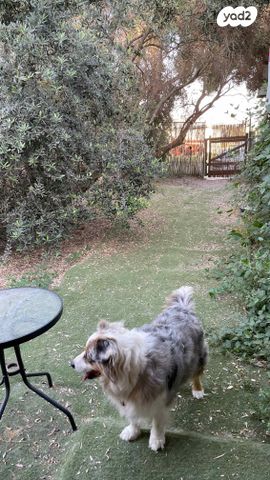 דירת גן, שיכון אלה 11, קרית עמל, קרית טבעון