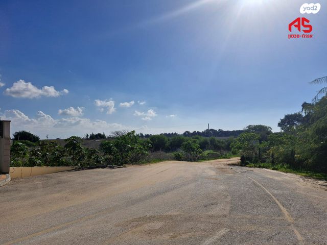 ארזי הלבנון 