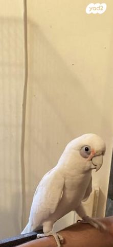 תוכי קוקוטייל