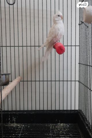 תמונת מודעה - חיות מחמד