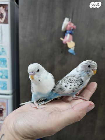 תמונת מודעה - חיות מחמד