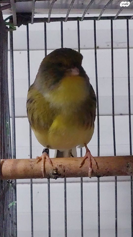 תמונת מודעה - חיות מחמד