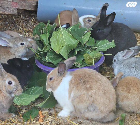 תמונת מודעה - חיות מחמד