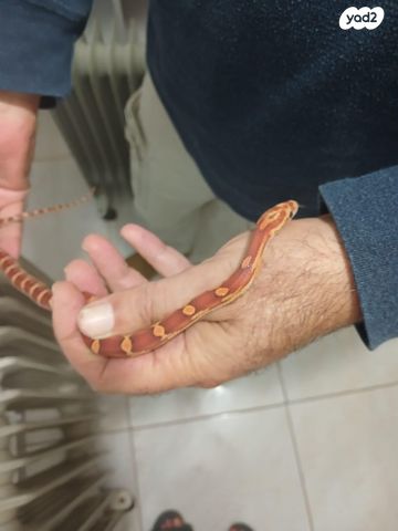 תמונת מודעה - חיות מחמד