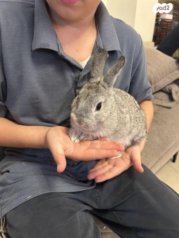 תמונת מודעה - חיות מחמד