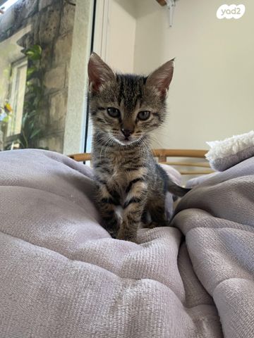 תמונת מודעה - חיות מחמד