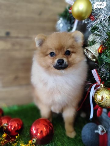 תמונת מודעה - חיות מחמד