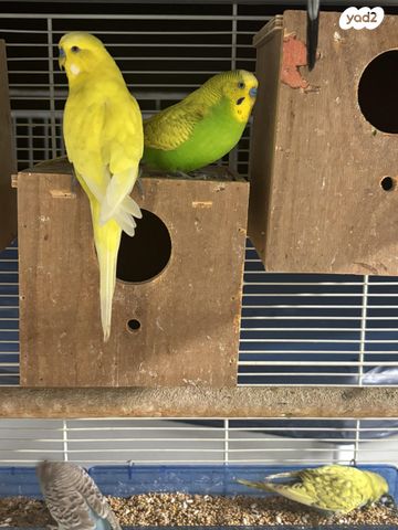 תמונת מודעה - חיות מחמד