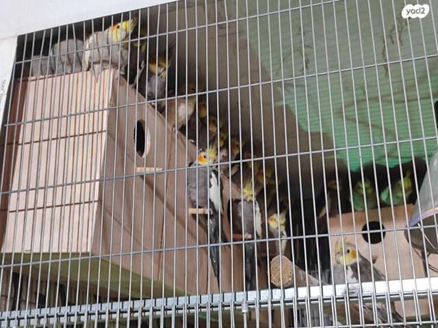 תמונת מודעה - חיות מחמד