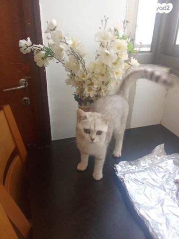 תמונת מודעה - חיות מחמד