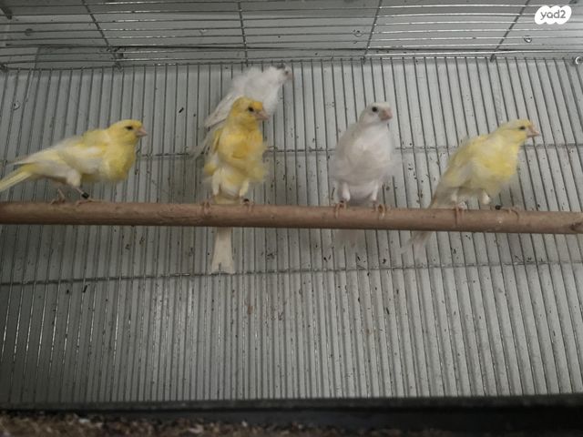 תמונת מודעה - חיות מחמד