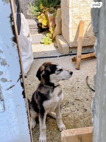 תמונת מודעה - חיות מחמד