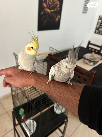 תמונת מודעה - חיות מחמד