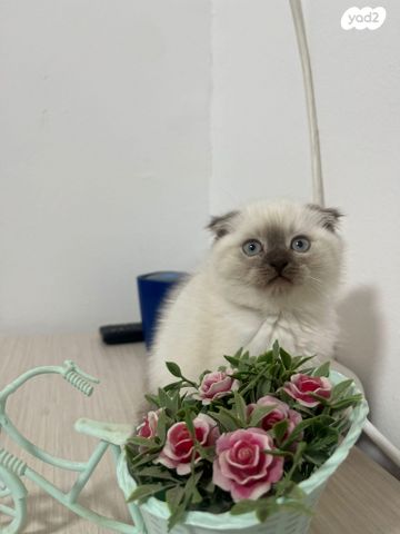 תמונת מודעה - חיות מחמד