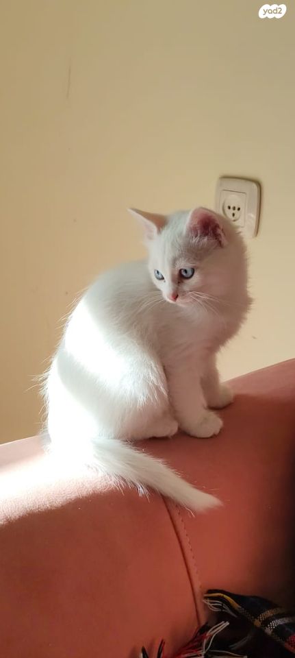 תמונת מודעה - חיות מחמד