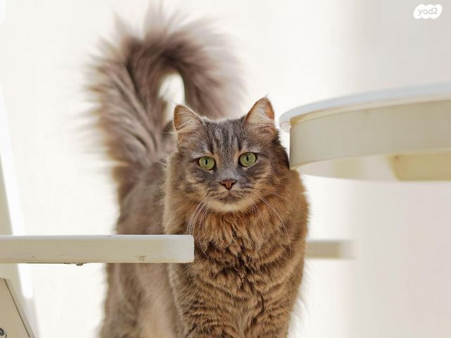 תמונת מודעה - חיות מחמד