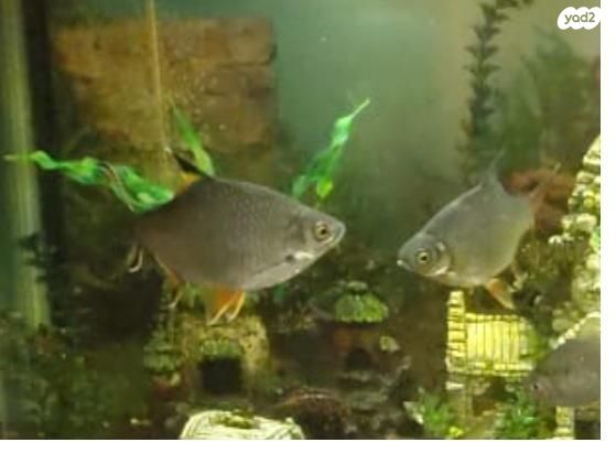 תמונת מודעה - חיות מחמד