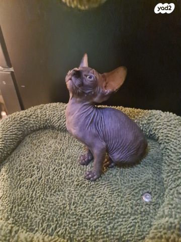 תמונת מודעה - חיות מחמד