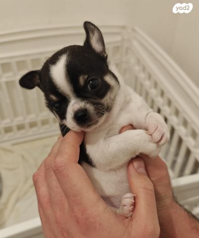 תמונת מודעה - חיות מחמד