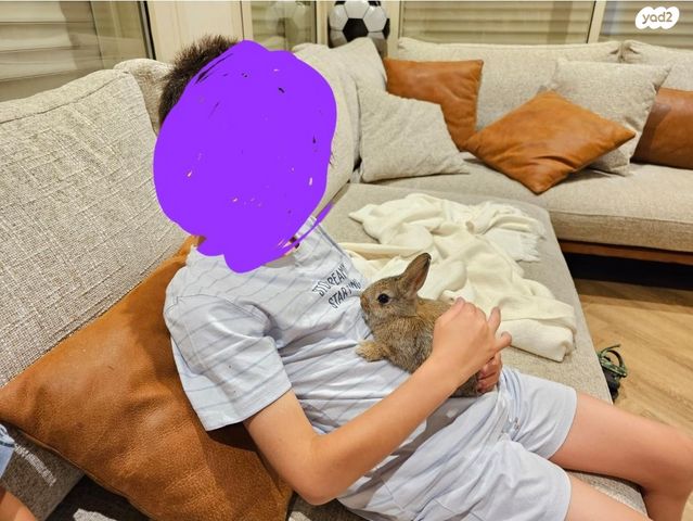 תמונת מודעה - חיות מחמד