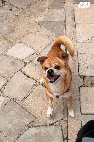 תמונת מודעה - חיות מחמד