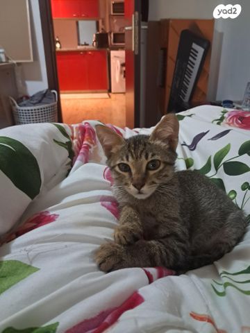 תמונת מודעה - חיות מחמד