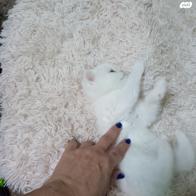 תמונת מודעה - חיות מחמד