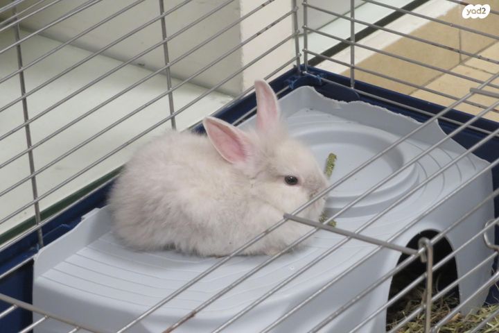 תמונת מודעה - חיות מחמד