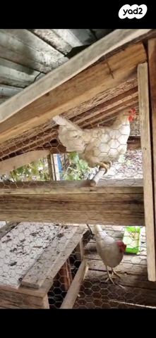 תמונת מודעה - חיות מחמד