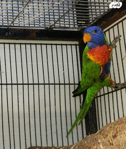 תמונת מודעה - חיות מחמד