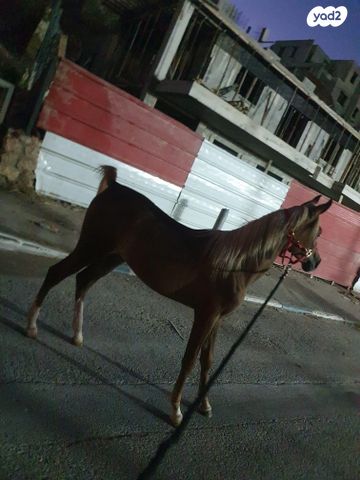 תמונת מודעה - חיות מחמד