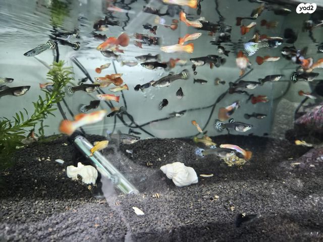 תמונת מודעה - חיות מחמד