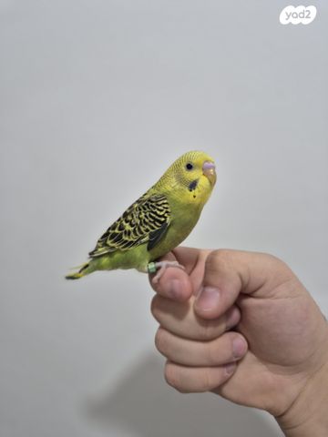 תמונת מודעה - חיות מחמד