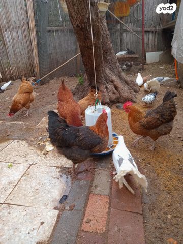 תמונת מודעה - חיות מחמד