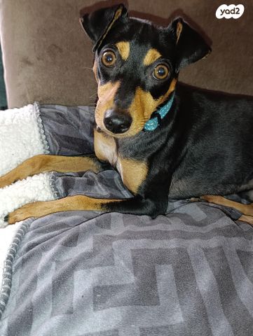 תמונת מודעה - חיות מחמד