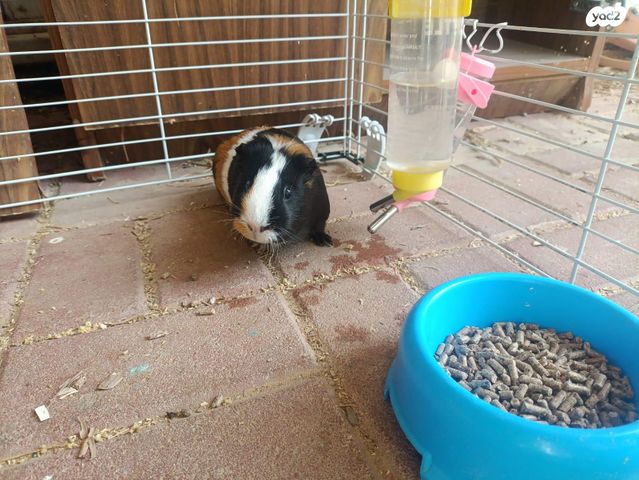 תמונת מודעה - חיות מחמד