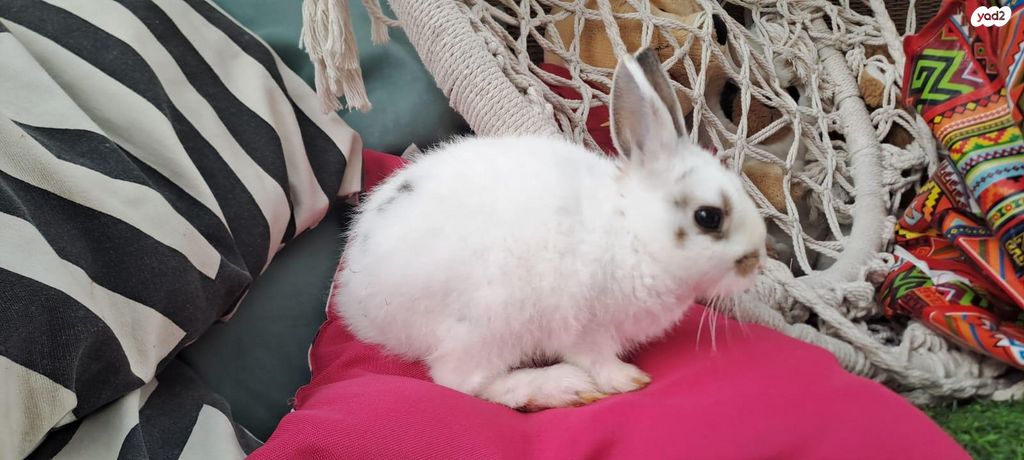 תמונת מודעה - חיות מחמד