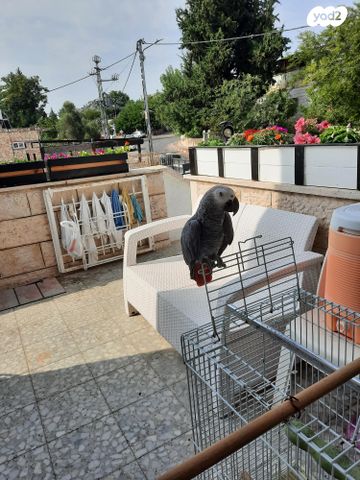 תמונת מודעה - חיות מחמד