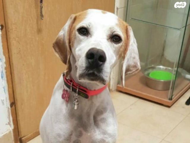 תמונת מודעה - חיות מחמד