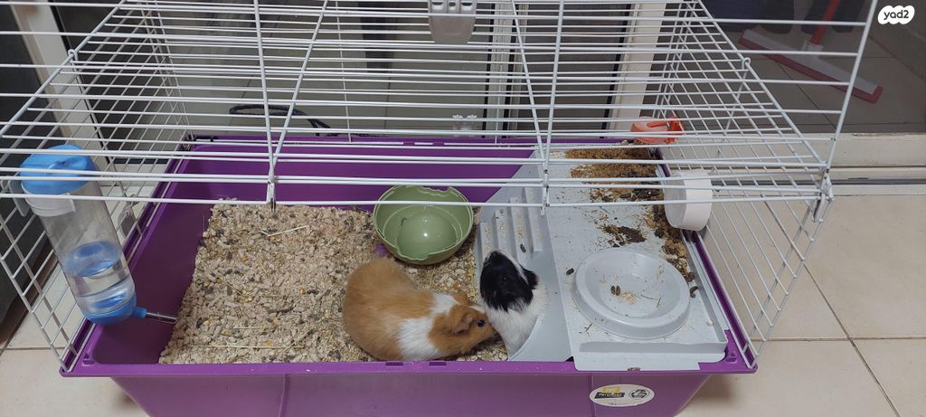 תמונת מודעה - חיות מחמד