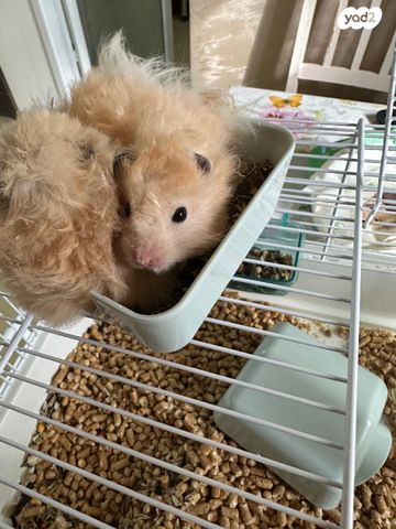 תמונת מודעה - חיות מחמד