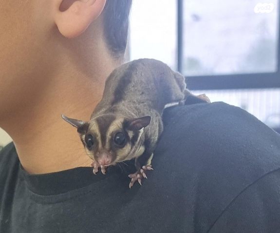 תמונת מודעה - חיות מחמד