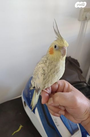 תמונת מודעה - חיות מחמד