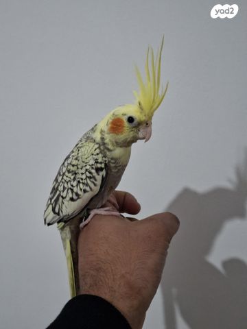 תמונת מודעה - חיות מחמד