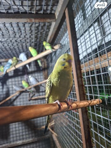 תמונת מודעה - חיות מחמד